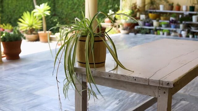 Closeup of a Spiderplant in Pot on a White Table
