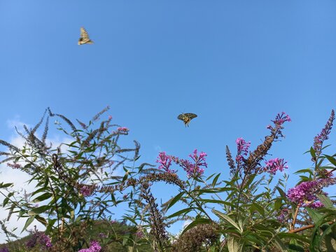 buddleia and butterfly