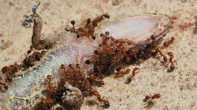 A colony of ants eating meat from a dead lizard, close-up shot.