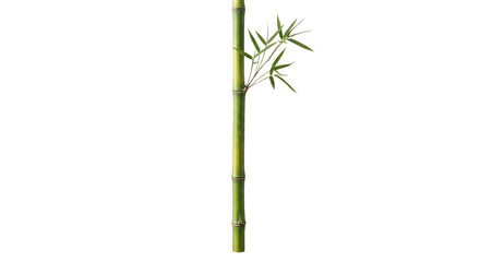 Single vertical green bamboo stalk with leaf branch © Chanapat