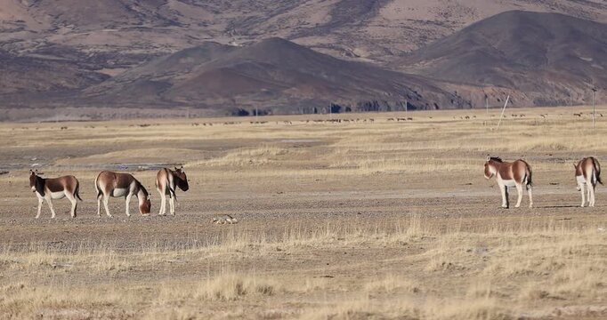 Large group of equus kiang on high altitude grassland