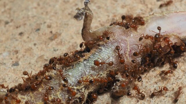 ants decomposing a dead house gecko lizard, natural lifecycle macro video.