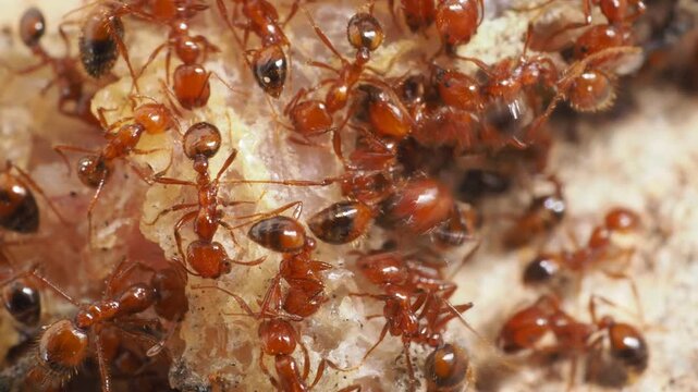 Extreme macro shot of red ants swarming and feeding on a dead lizard carcass.