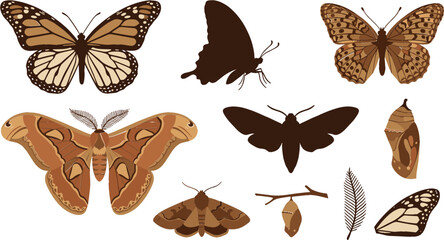 Butterfly and Moth Collection with Monarch Butterfly, Atlas Moth, Hawk Moth, Chrysalis, Insect Life Cycle, and Nature Vector Illustration Set © MstShahida