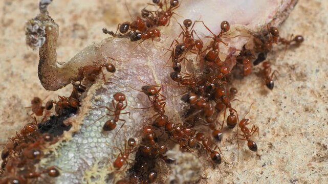 ants decomposing a dead house gecko lizard, natural lifecycle macro video.