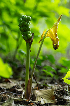 green unripe berries of cuckoopint or jack-in-the-pulpit (Arum maculatum)