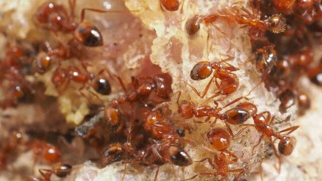 Extreme macro shot of red ants swarming and feeding on a dead lizard carcass.