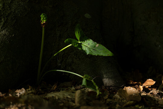 green unripe berries of cuckoopint or jack-in-the-pulpit (Arum maculatum)