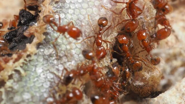 Extreme macro shot of red ants swarming and feeding on a dead lizard carcass.