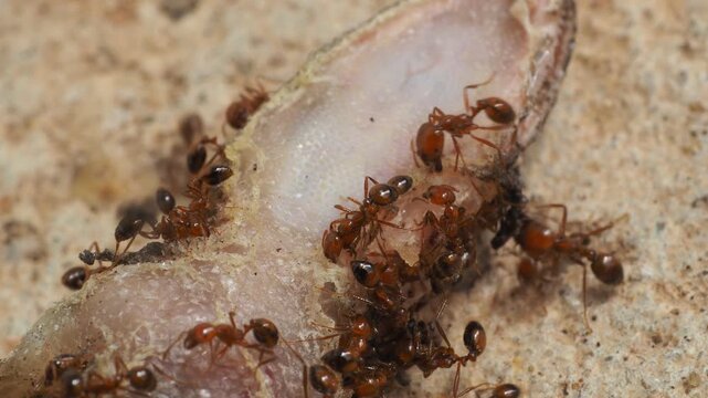 ants decomposing a dead house gecko lizard, natural lifecycle macro video.