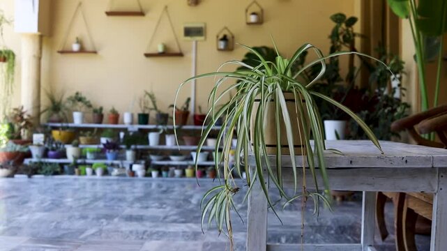 Spider Plant on Table in Home Indoor Garden
