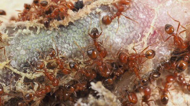 Extreme macro shot of red ants swarming and feeding on a dead lizard carcass.