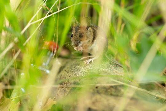 a wild wood mouse 8apodemus sylvaticus) sitting in the gras and feeds something, in the background an empty bottle
