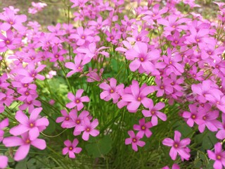 Obraz premium Creeping sorrel flowers
