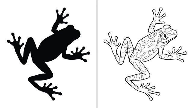 Frog Silhouette and Outline Illustration with Detailed Skin Patterns and an Iconic Amphibian Posture