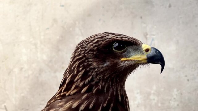 Close-up footage of a brown hawk with intense eyes, detailed feathers, and natural head movements. Perfect for wildlife documentaries and educational projects.