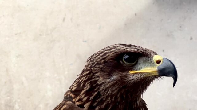 Close-up portrait of a majestic hawk opening its beak and turning to profile view. Detailed brown feathers and sharp gaze against a rustic concrete background.