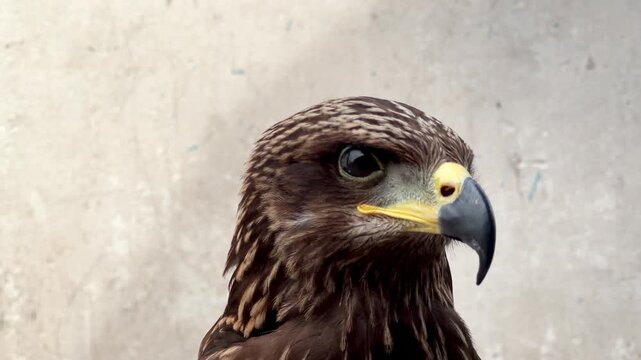 Close-up portrait of a majestic hawk opening its beak and turning to profile view. Detailed brown feathers and sharp gaze against a rustic concrete background.