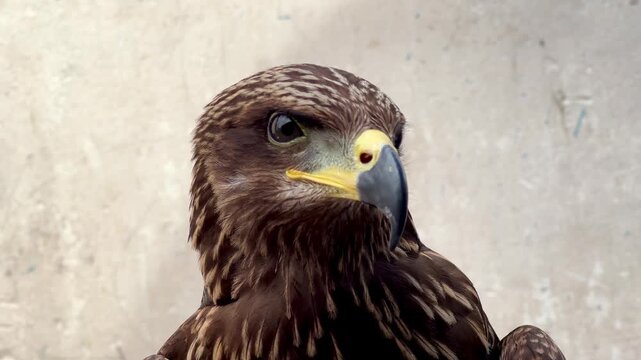 Close-up footage of a brown hawk with intense eyes, detailed feathers, and natural head movements. Perfect for wildlife documentaries and educational projects.