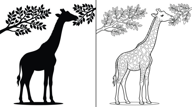 Giraffe Silhouette and Outline Eating Leaves From a Tree Branch, Presented as a Flat Vector Art Illustration