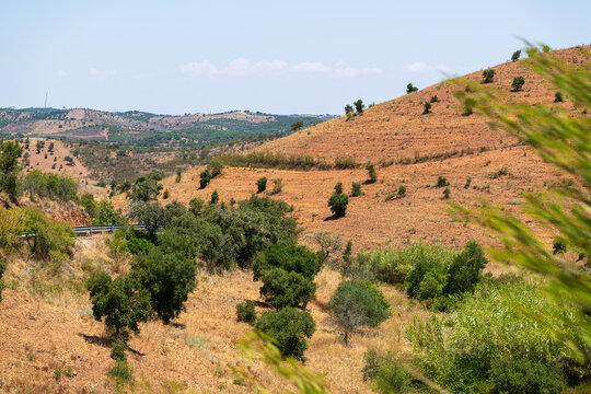 Rolling hills of red terracotta soil and golden dry grass dotted with scattered olive trees define a rugged rural landscape. A winding road and distant ridgeline complete this sun-drenched panorama