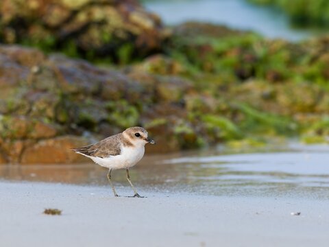 Beautiful nature scene with Kentish plover (Anarhynchus alexandrinus). Wildlife shot of small shorebird Kentish plover on the beach on Boa Vista, Cape Verde.