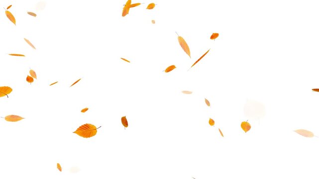 falling maple autumn leaves animation. perfect for fall season, Realistic 3D falling maple leaves animation with alpha channel,
Super slow motion of falling autumn maple leaves on black background.