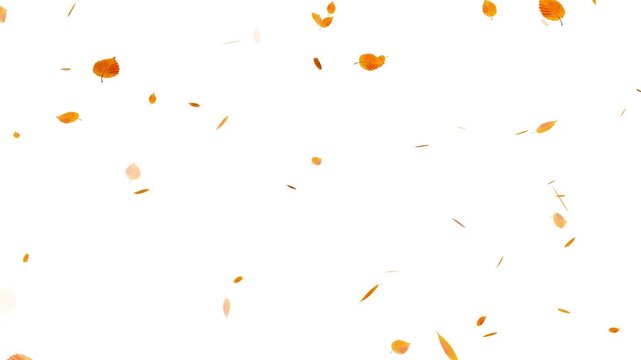 Falling autumn maple leaves realistic.3D rendering. Falling yellow leaves overlay on a black background,
Autumnal maple leaves rotation on white background.