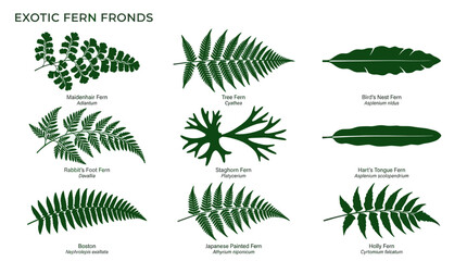 Labeled exotic fern frond botanical silhouettes. © togor