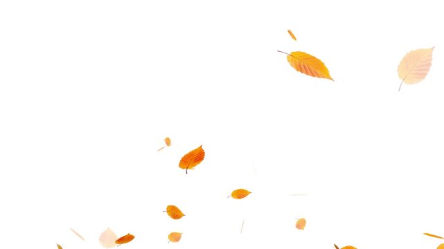 Falling autumn maple leaves realistic.3D rendering. Falling yellow leaves overlay on a black background,
Autumnal maple leaves rotation on white background.