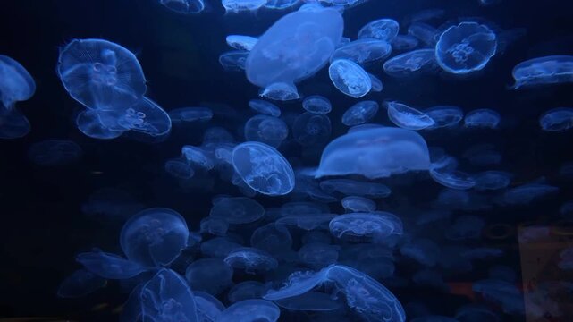 Group of moon jellyfish glowing blue in dark water, aquarium