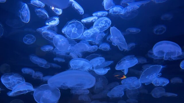 Group of moon jellyfish glowing blue in dark water, aquarium