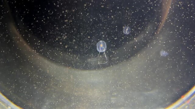 Small transparent hydromedusa jellyfish with plankton in dark water, macro underwater