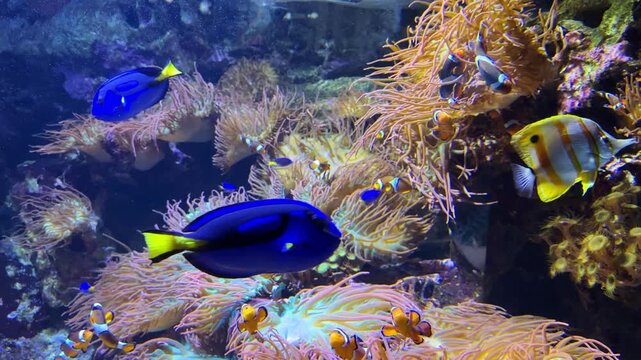 Blue tang and clownfish among sea anemones in colorful coral reef aquarium