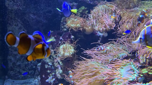 Blue tang and clownfish among sea anemones in colorful coral reef aquarium