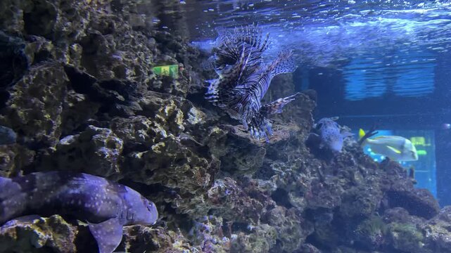 Lionfish swimming over coral reef with grouper and pufferfish in aquarium