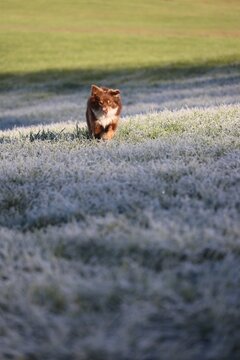 Border Collie Lying on Frosty Grass Field