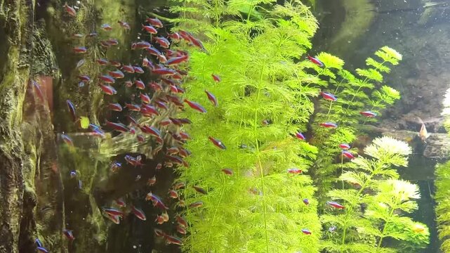 School of neon tetras swimming among green plants in planted aquarium