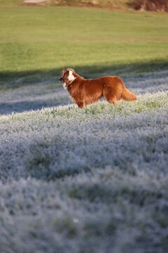 Dog running on frosty grass
