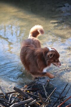 Dog Drinking from a River