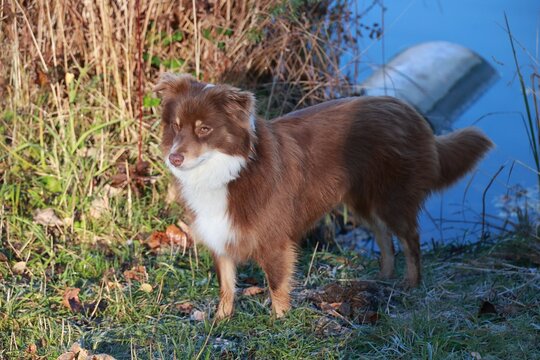 Charming Brown and White Australian Shepherd Dog by Water