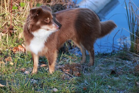 Chihuahua Pomeranian mix dog looking right outdoors by water