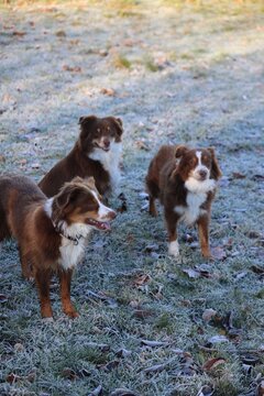 Australian Shepherd Dogs Playing on Frosty Grass