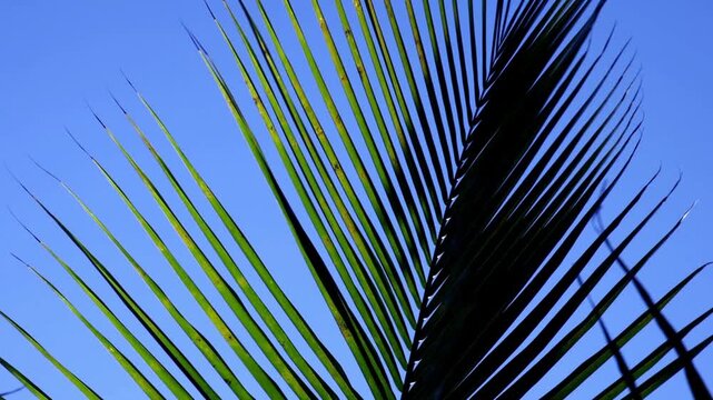 Tropical coconut palm leaf swaying in the wind on blue sky. slow motion footage
