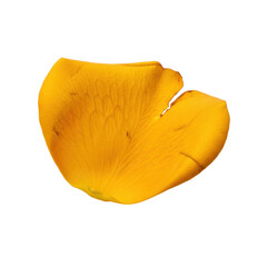 Naklejka premium Hyper-photorealistic macro shot of a single, vibrant golden saffron rose petal with a velvet texture, isolated against a sterile white background. Concept of luxurious botanical beauty