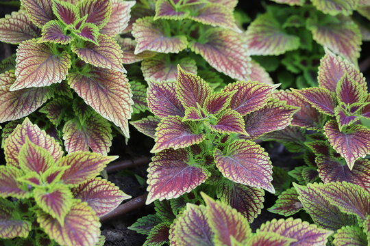 Colorful leaves of coleus, Plectranthus scutellarioides, coleus blumei.