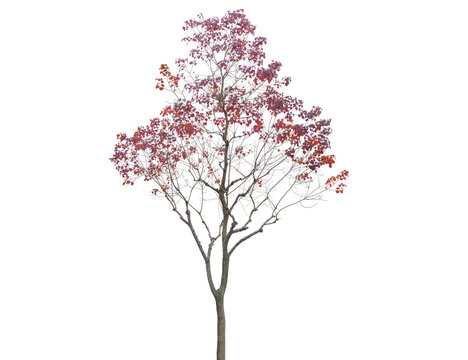 A deciduous tree displays vibrant purple red leaves in autumn