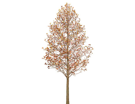 A deciduous tree displays vibrant orange and red leaves in autumn