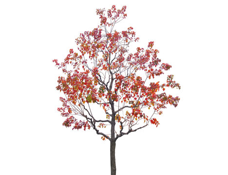 A deciduous tree displays vibrant red and orange leaves in autumn