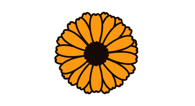 Orange calendula flower head on white background